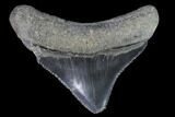 Serrated, Juvenile Megalodon Tooth - Georgia #91125-1